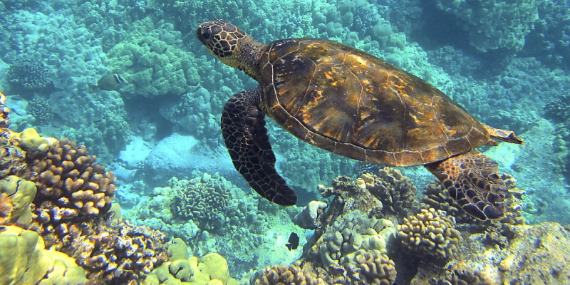 ハーツレンタカー ハワイのキャンペーン情報